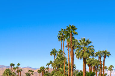 Tall palm trees sway against a clear blue sky, with distant mountains visible on the horizon—a serene sight amid Florida's scorching summer.